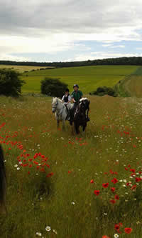 Poppy fields