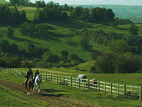 Hacking in the Cotswolds
