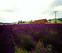 Lavender fields